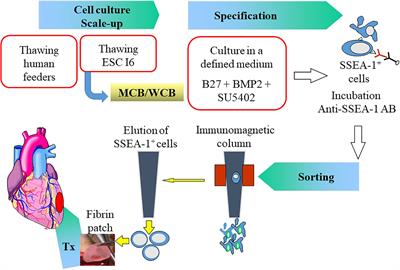 Cell Therapy With Human ESC-Derived Cardiac Cells: Clinical Perspectives